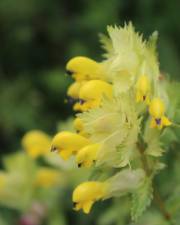 Fotografia da espécie Rhinanthus serotinus