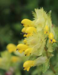 Rhinanthus serotinus