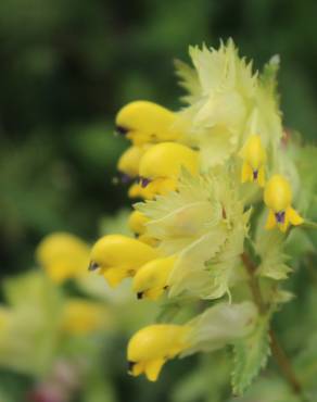 Fotografia 1 da espécie Rhinanthus serotinus no Jardim Botânico UTAD