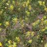 Fotografia 5 da espécie Rhinanthus serotinus do Jardim Botânico UTAD