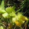 Fotografia 7 da espécie Rhinanthus serotinus do Jardim Botânico UTAD