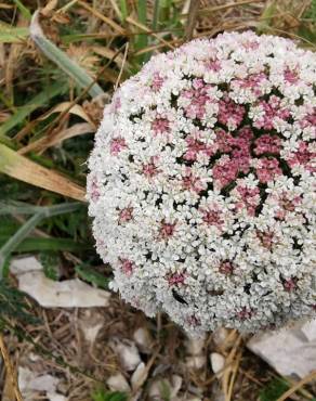 Fotografia 4 da espécie Daucus carota subesp. halophilus no Jardim Botânico UTAD