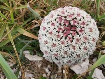 Fotografia da espécie Daucus carota subesp. halophilus