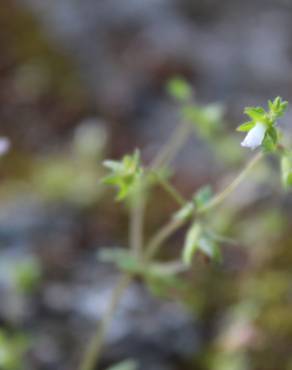 Fotografia 7 da espécie Campanula erinus no Jardim Botânico UTAD