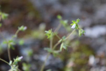 Fotografia da espécie Campanula erinus