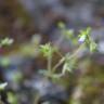 Fotografia 7 da espécie Campanula erinus do Jardim Botânico UTAD