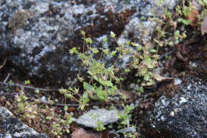 Fotografia da espécie Campanula erinus