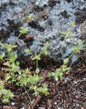 Fotografia 10 da espécie Campanula erinus no Jardim Botânico UTAD