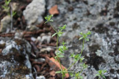 Fotografia da espécie Campanula erinus