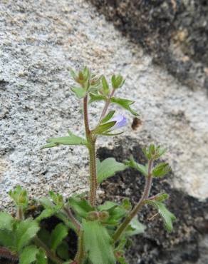 Fotografia 12 da espécie Campanula erinus no Jardim Botânico UTAD