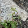 Fotografia 12 da espécie Campanula erinus do Jardim Botânico UTAD