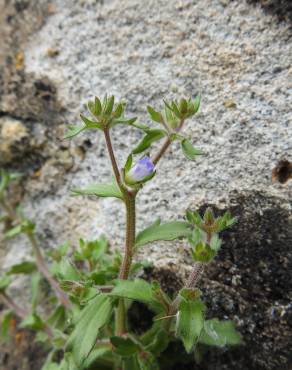 Fotografia 13 da espécie Campanula erinus no Jardim Botânico UTAD