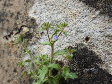 Fotografia da espécie Campanula erinus