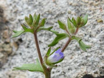 Fotografia da espécie Campanula erinus