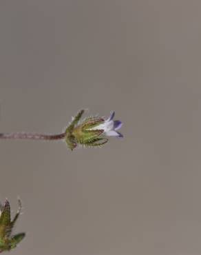 Fotografia 15 da espécie Campanula erinus no Jardim Botânico UTAD