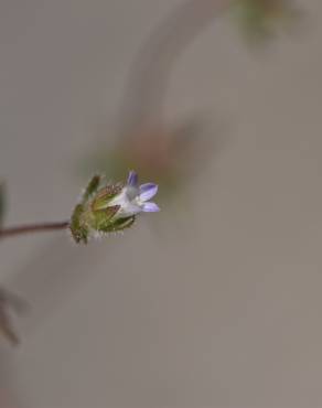 Fotografia 18 da espécie Campanula erinus no Jardim Botânico UTAD