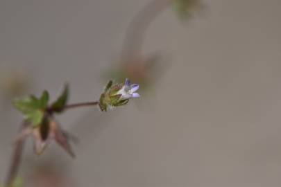 Fotografia da espécie Campanula erinus