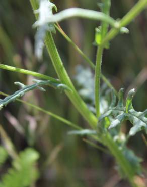 Fotografia 12 da espécie Senecio sylvaticus no Jardim Botânico UTAD