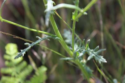 Fotografia da espécie Senecio sylvaticus