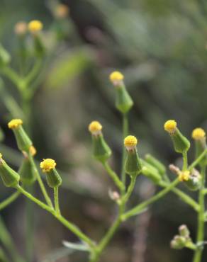 Fotografia 13 da espécie Senecio sylvaticus no Jardim Botânico UTAD