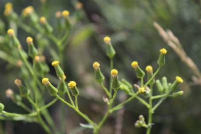 Fotografia da espécie Senecio sylvaticus