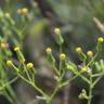 Fotografia 13 da espécie Senecio sylvaticus do Jardim Botânico UTAD