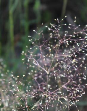Fotografia 5 da espécie Agrostis truncatula subesp. commista no Jardim Botânico UTAD