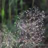 Fotografia 5 da espécie Agrostis truncatula subesp. commista do Jardim Botânico UTAD