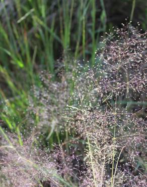 Fotografia 6 da espécie Agrostis truncatula subesp. commista no Jardim Botânico UTAD