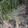 Fotografia 6 da espécie Agrostis truncatula subesp. commista do Jardim Botânico UTAD