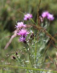 Centaurea aristata subesp. langeana