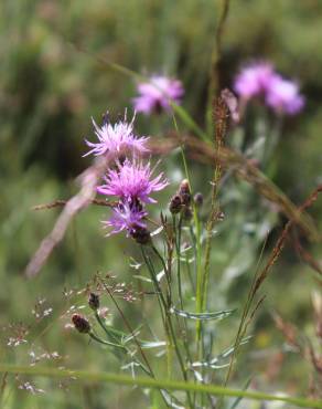 Fotografia 1 da espécie Centaurea aristata subesp. langeana no Jardim Botânico UTAD