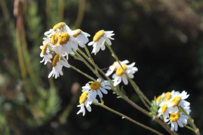 Fotografia da espécie Tanacetum corymbosum