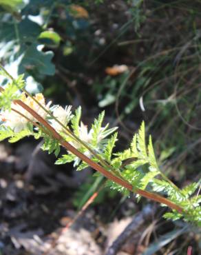 Fotografia 22 da espécie Tanacetum corymbosum no Jardim Botânico UTAD