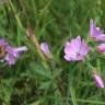 Fotografia 12 da espécie Malva moschata do Jardim Botânico UTAD