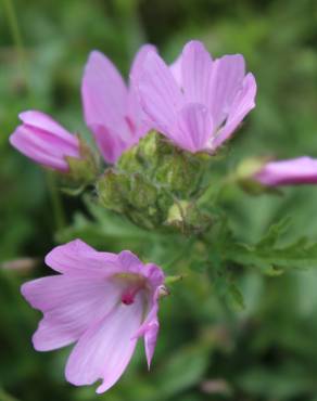 Fotografia 13 da espécie Malva moschata no Jardim Botânico UTAD