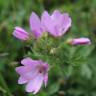 Fotografia 13 da espécie Malva moschata do Jardim Botânico UTAD