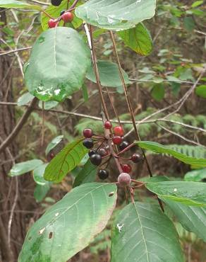 Fotografia 10 da espécie Frangula alnus no Jardim Botânico UTAD