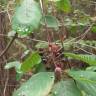Fotografia 10 da espécie Frangula alnus do Jardim Botânico UTAD