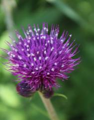 Cirsium rivulare