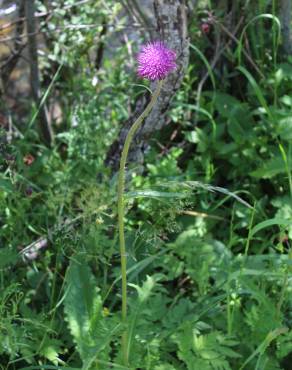 Fotografia 4 da espécie Cirsium rivulare no Jardim Botânico UTAD