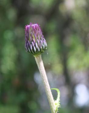 Fotografia 6 da espécie Cirsium rivulare no Jardim Botânico UTAD