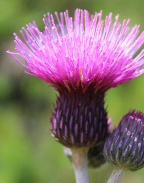 Fotografia 8 da espécie Cirsium rivulare no Jardim Botânico UTAD