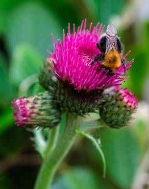 Fotografia 9 da espécie Cirsium rivulare no Jardim Botânico UTAD