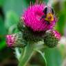 Fotografia 9 da espécie Cirsium rivulare do Jardim Botânico UTAD