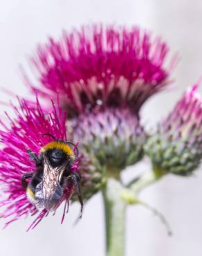 Fotografia 10 da espécie Cirsium rivulare no Jardim Botânico UTAD