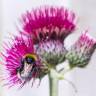 Fotografia 10 da espécie Cirsium rivulare do Jardim Botânico UTAD