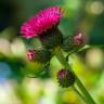 Fotografia 11 da espécie Cirsium rivulare do Jardim Botânico UTAD