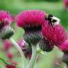 Fotografia 12 da espécie Cirsium rivulare do Jardim Botânico UTAD