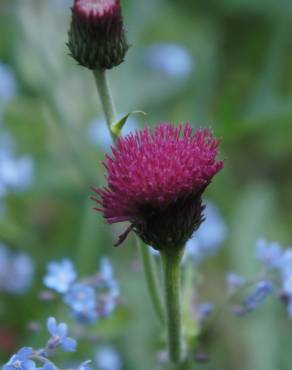 Fotografia 13 da espécie Cirsium rivulare no Jardim Botânico UTAD